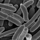 bacteria51